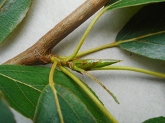Populus longifolia