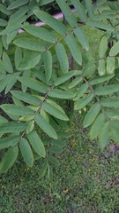 Sorbus aucuparia