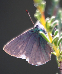 Callophrys dumetorum