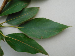 Populus longifolia