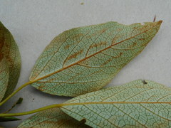 Populus longifolia