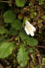 Mazus goodenifolius