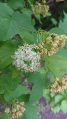 Physocarpus opulifolius