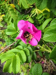 Bombus sporadicus