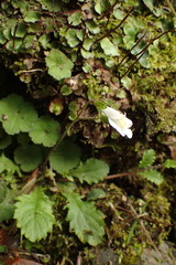Mazus goodenifolius