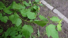 Physocarpus opulifolius