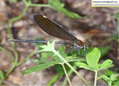 Matrona basilaris