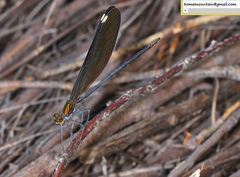 Matrona basilaris