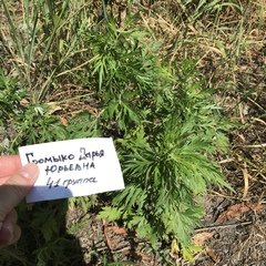 Artemisia vulgaris