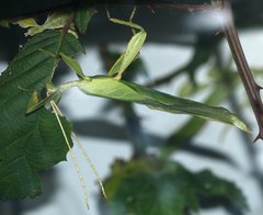 Cryptophyllium westwoodii