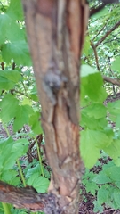 Physocarpus opulifolius