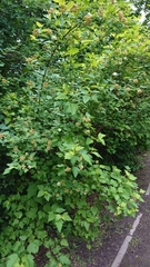 Physocarpus opulifolius