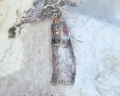 Sciota vetustella