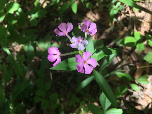 Phlox glaberrima ssp. triflora