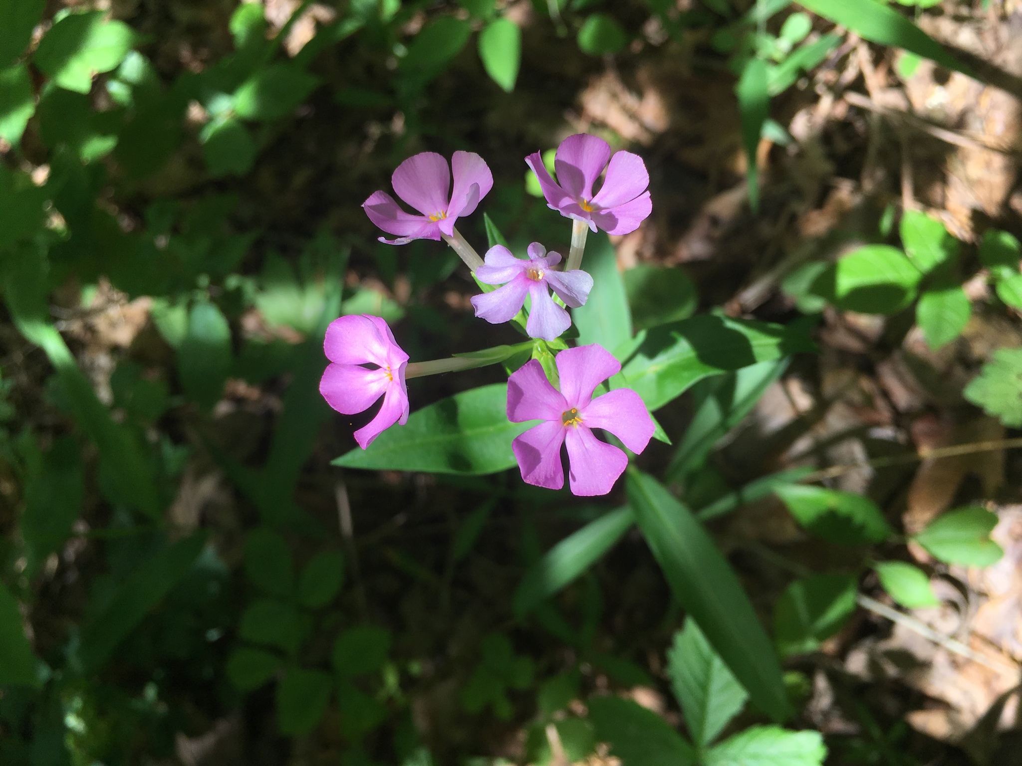Phlox glaberrima ssp. triflora