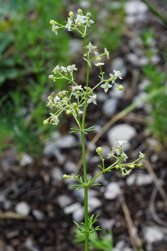 Image of Galium lucidum by (c) Patrick Hacker, some rights reserved (CC BY)
