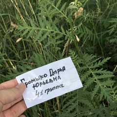 Tanacetum vulgare