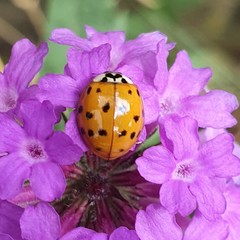 Harmonia axyridis