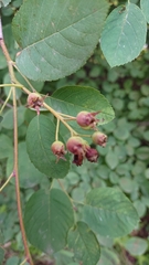 Amelanchier spicata