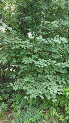 Amelanchier spicata