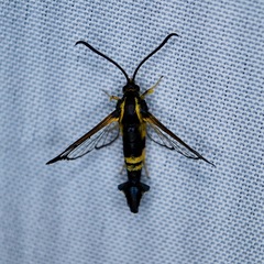 Synanthedon kathyae