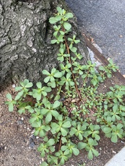 Portulaca oleracea
