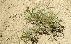 Lupinus hyacinthinus