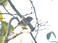 Phylloscopus affinis