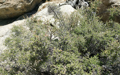 Holodiscus discolor microphyllus