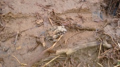 Sphaerotheca breviceps