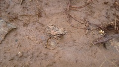 Sphaerotheca breviceps