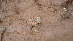 Sphaerotheca breviceps