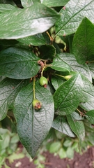 Cotoneaster lucidus