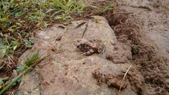 Sphaerotheca breviceps