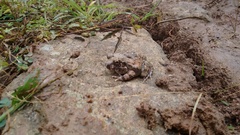 Sphaerotheca breviceps