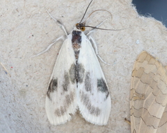 Cliniodes ostreonalis