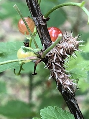 Polygonia comma