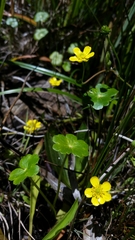 Ranunculus flammula ovalis