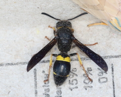 Ancistrocerus spinolae