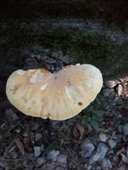 Buglossoporus quercinus