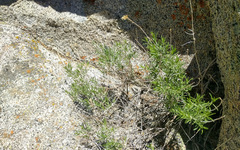 Ericameria nauseosa bernardina