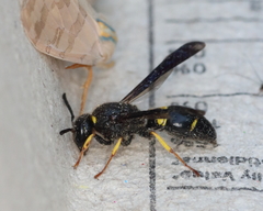 Ancistrocerus spinolae