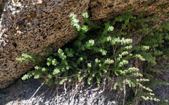 Galium parishii