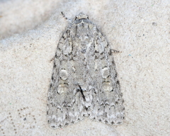 Acronicta immodica