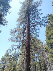 Pinus contorta murrayana