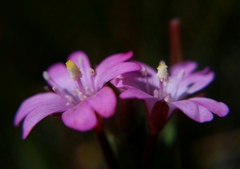 Epilobium ciliatum watsonii