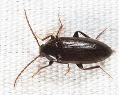 Hymenorus picipennis
