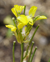 Erysimum andrzejowskianum