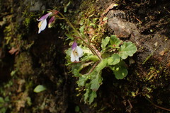 Mazus alpinus