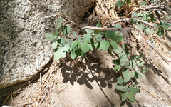 Symphoricarpos rotundifolius parishii
